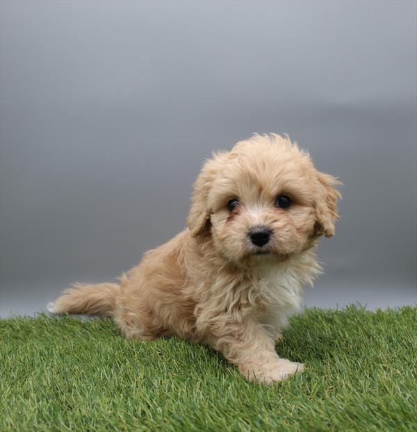 [#253447-02] Tan / White F Cavachon Puppies For Sale