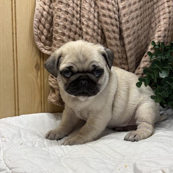 [#263-03] Fawn F Pug Puppies For Sale