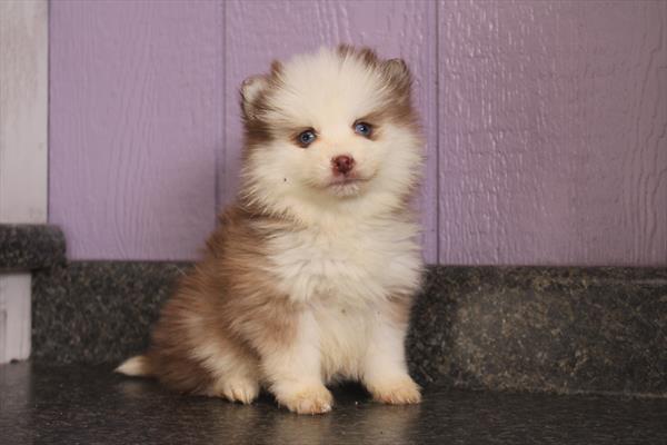 [#26243-04] Red / White F Pomsky Puppies For Sale