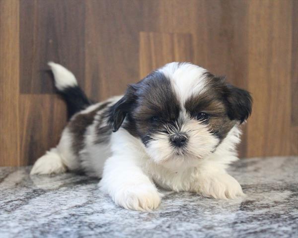 [#2680-05] Sable / White F Shih Tzu Puppies For Sale