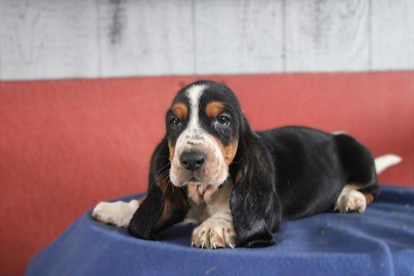 [#253453-03] Tri-Colored M Basset Hound Puppies For Sale