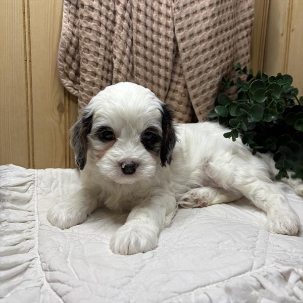 [#253419-06] Merle F Cavapoo Puppies For Sale