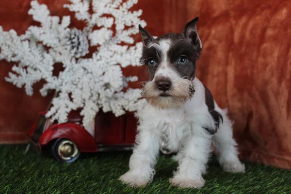 [#26109-01] Chocolate / White M Miniature Schnauzer Puppies For Sale