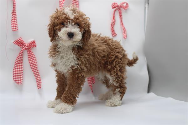 [#26235-07] Red F Goldendoodle Puppies For Sale