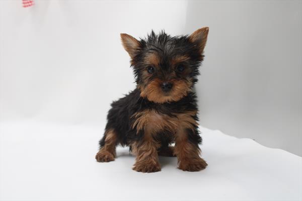 [#253454-04] Black / Tan M Yorkshire Terrier Puppies For Sale
