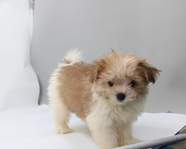 [#26197-05] Brindle / White F Pomeranian/Maltese Puppies For Sale