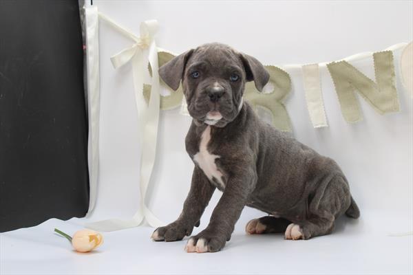 [#26425-03] Blue F Cane Corso Puppies For Sale