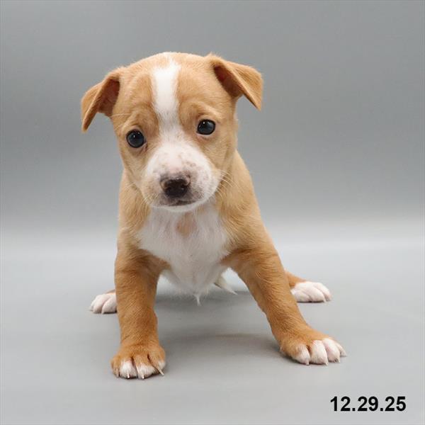 [#251072-02] Apricot / White M Chihuahua Puppies For Sale