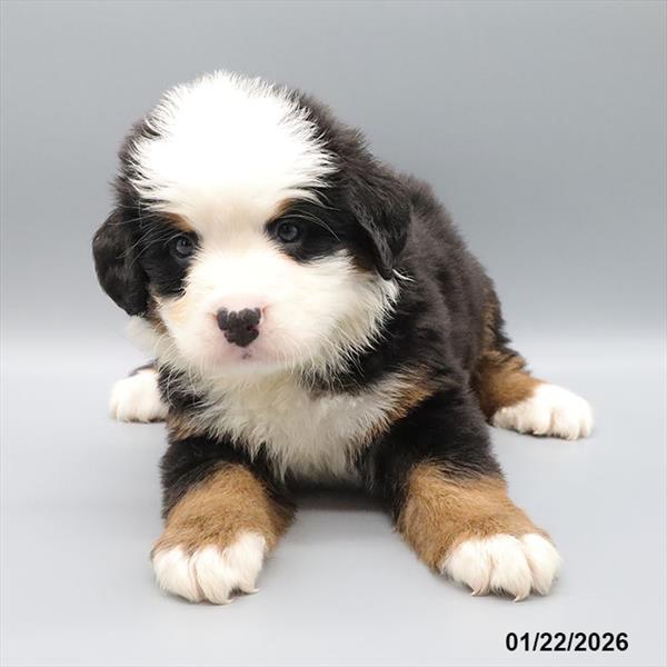 [#251105-03] Tri-Colored M Bernese Mountain Dog Puppies For Sale