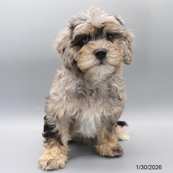[#251109-02] Blue Merle M Poodle/Cavapoo Puppies For Sale