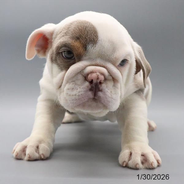 [#251136-03] Lilac F Bulldog Puppies For Sale