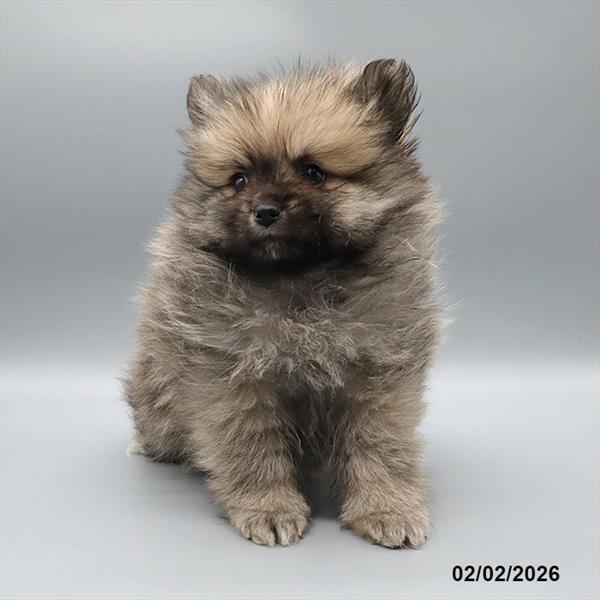[#251144-01] Wolf Sable M Pomeranian Puppies For Sale