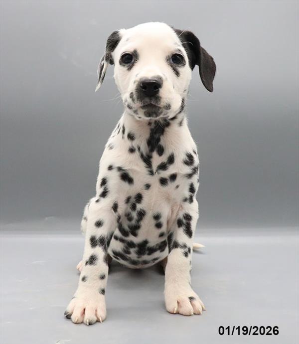 [#251148-04] White / Black F Dalmatian Puppies For Sale