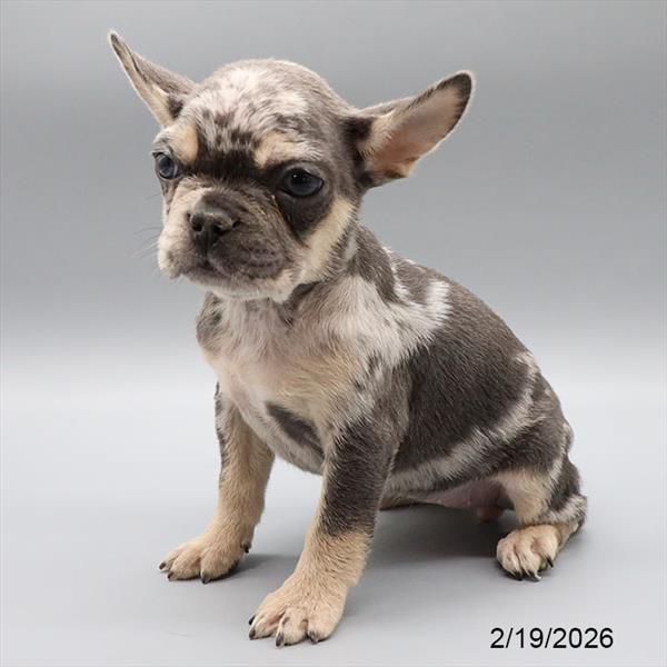 [#2624-05] Blue / Tan F French Bulldog Puppies For Sale