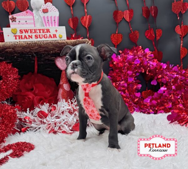[#253499-01] Black / White M Boston Terrier Puppies For Sale