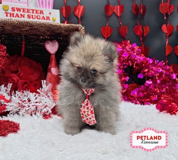 [#251144-01] Wolf Sable M Pomeranian Puppies For Sale