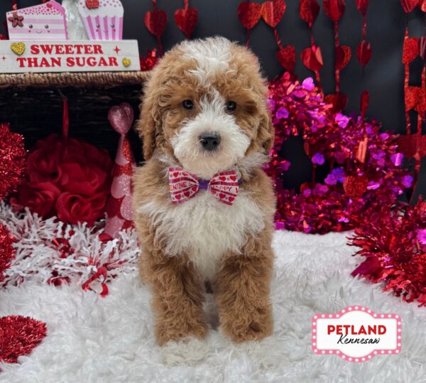 [#26235-07] Red F Goldendoodle Puppies For Sale