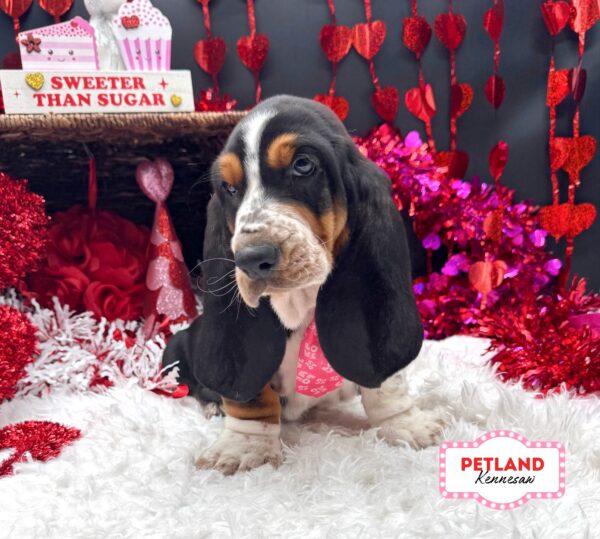 [#253453-03] Tri-Colored M Basset Hound Puppies For Sale