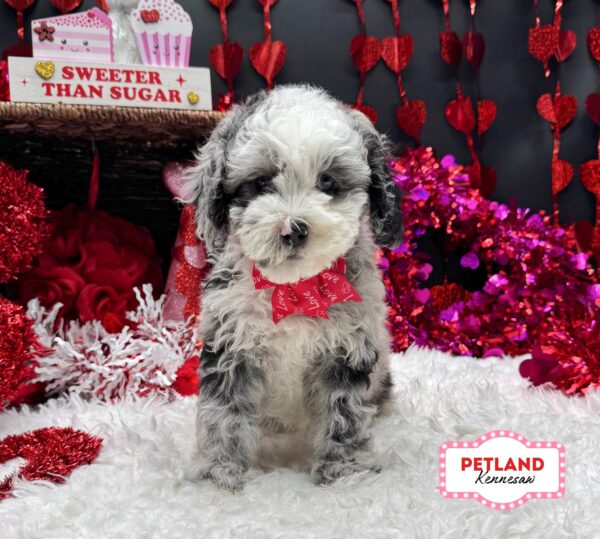 [#2669-06] Gray / White F Cock A Poo Puppies For Sale