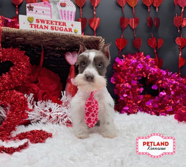 [#26109-01] Chocolate / White M Miniature Schnauzer Puppies For Sale