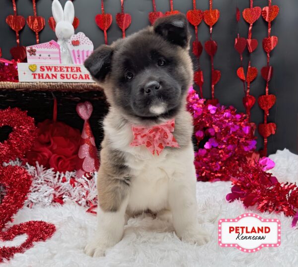 [#2610-05] Black / White F Akita Puppies For Sale