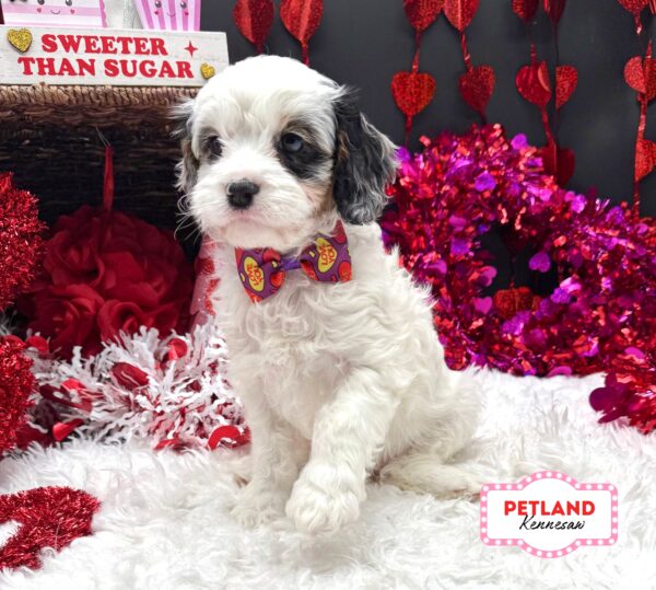 [#253419-06] Merle F Cavapoo Puppies For Sale