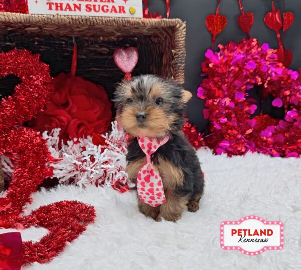 [#253454-04] Black / Tan M Yorkshire Terrier Puppies For Sale