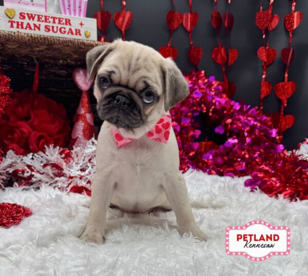 [#263-03] Fawn F Pug Puppies For Sale