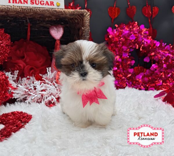 [#2680-05] Sable / White F Shih Tzu Puppies For Sale