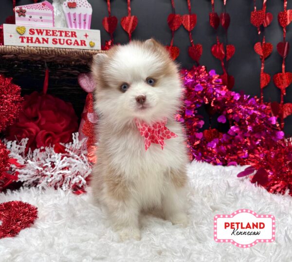 [#26243-04] Red / White F Pomsky Puppies For Sale