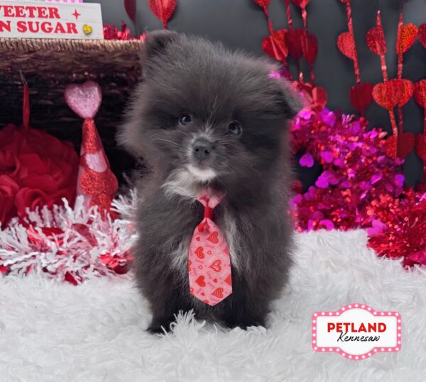 [#251139-02] Black M Pomeranian Puppies For Sale