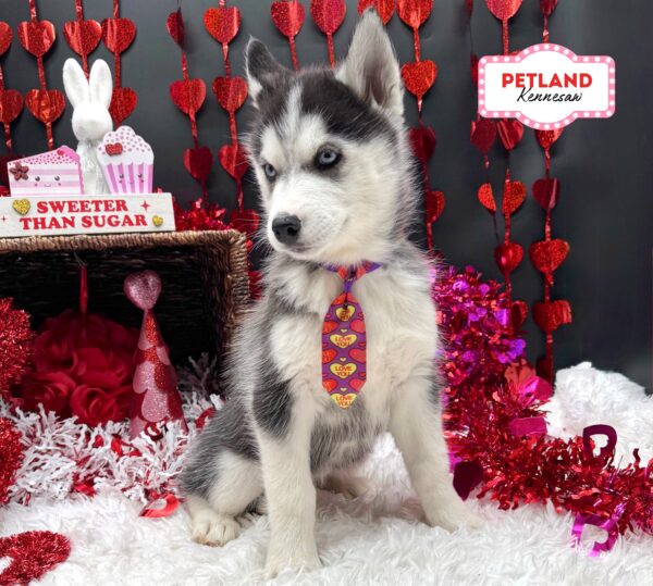 [#263-02] M Siberian Husky Puppies For Sale