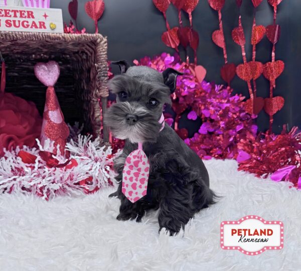 [#252704-01] Black M Miniature Schnauzer Puppies For Sale