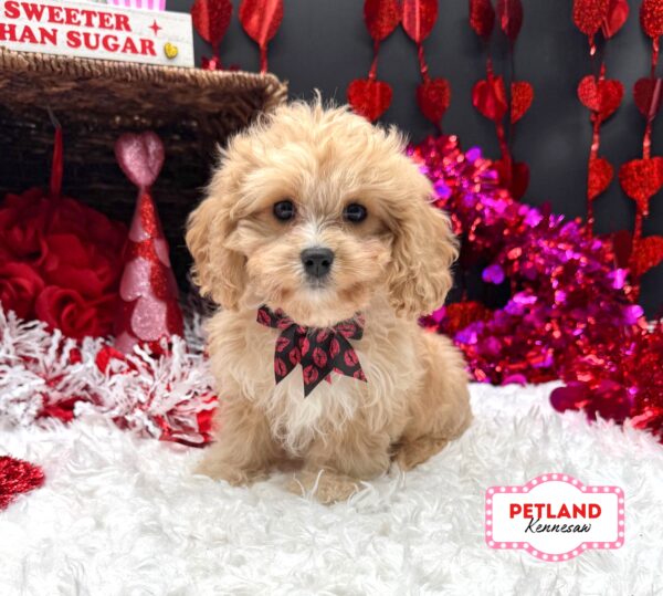 [#253447-02] Tan / White F Cavachon Puppies For Sale
