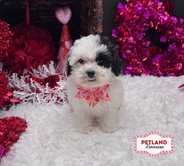 [#2625-06] White / Black F Havapoo Puppies For Sale