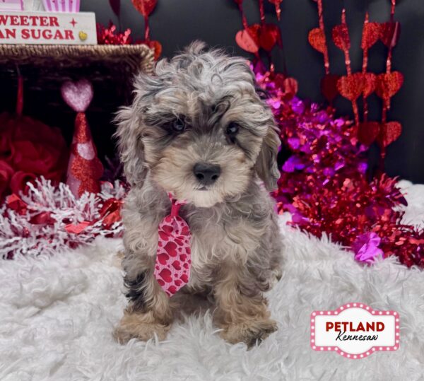 [#251109-02] Blue Merle M Poodle/Cavapoo Puppies For Sale