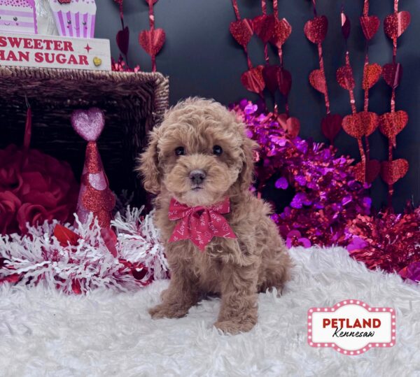 [#2654-04] Red F Cockadoodle Puppies For Sale