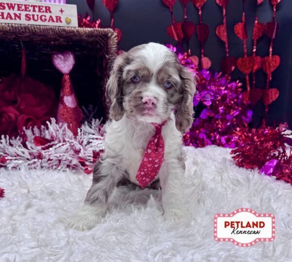 [#252740-01] Brown M Cocker Spaniel Puppies For Sale