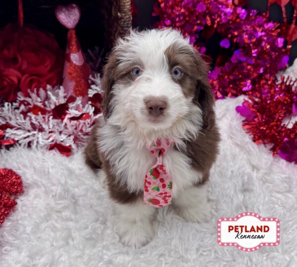 [#253256-04] Chocolate / White M Aussiedoodle Puppies For Sale
