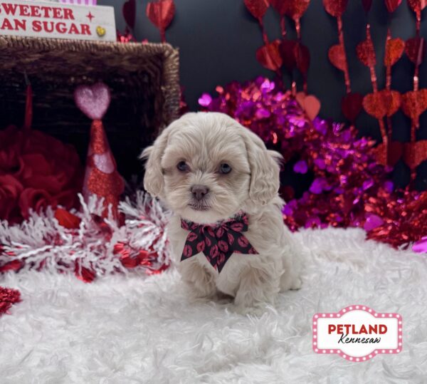 [#2628-03] Cream / White F Daisy Dog Puppies For Sale