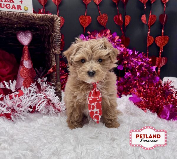 [#253484-02] Red M Goldendoodle Mini Puppies For Sale