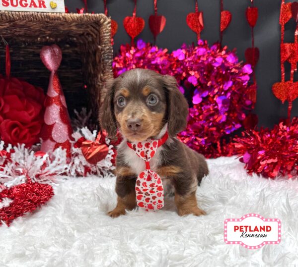 [#2637-01] M Dachshund Puppies For Sale