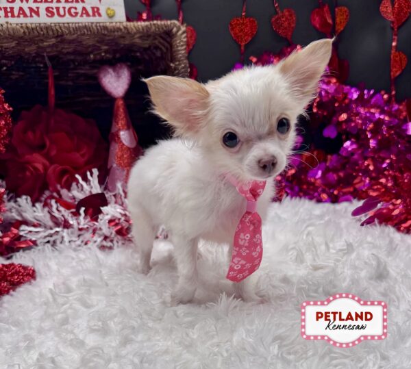 [#252749-03] White / Cream M Chihuahua Puppies For Sale