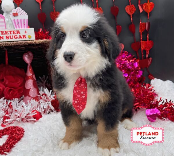 [#251105-03] Tri-Colored M Bernese Mountain Dog Puppies For Sale