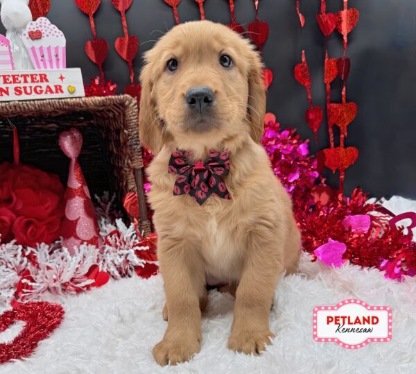 [#25459-09] Golden F Golden Retriever Puppies For Sale