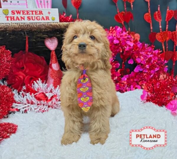 [#253235-01] Red M Goldendoodle Puppies For Sale