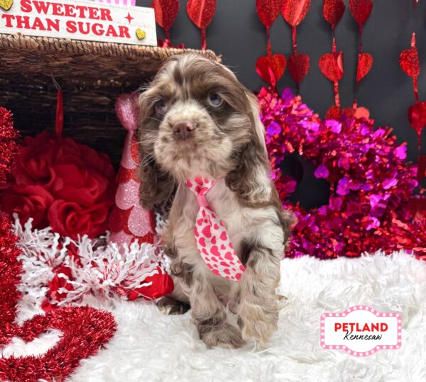 [#2686-03] Chocolate Merle M Cocker Spaniel Puppies For Sale