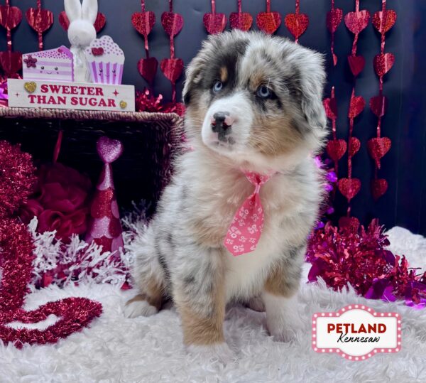 [#253425-01] Blue Merle M Australian Shepherd Puppies For Sale