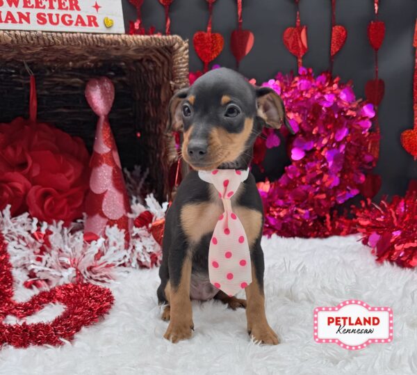 [#2672-02] Black / Tan M Miniature Pinscher Puppies For Sale
