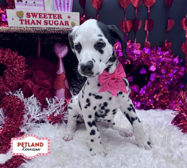 [#251148-04] White / Black F Dalmatian Puppies For Sale
